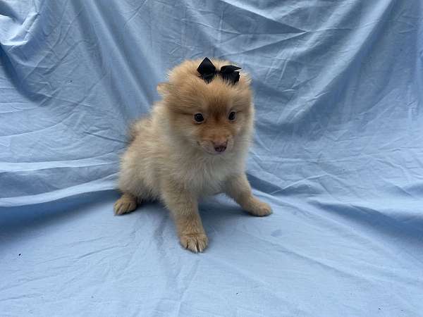 female-pomeranian-puppy