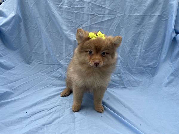 female-pomeranian-puppy