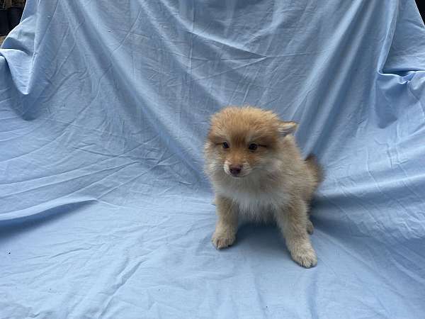 male-pomeranian-puppy