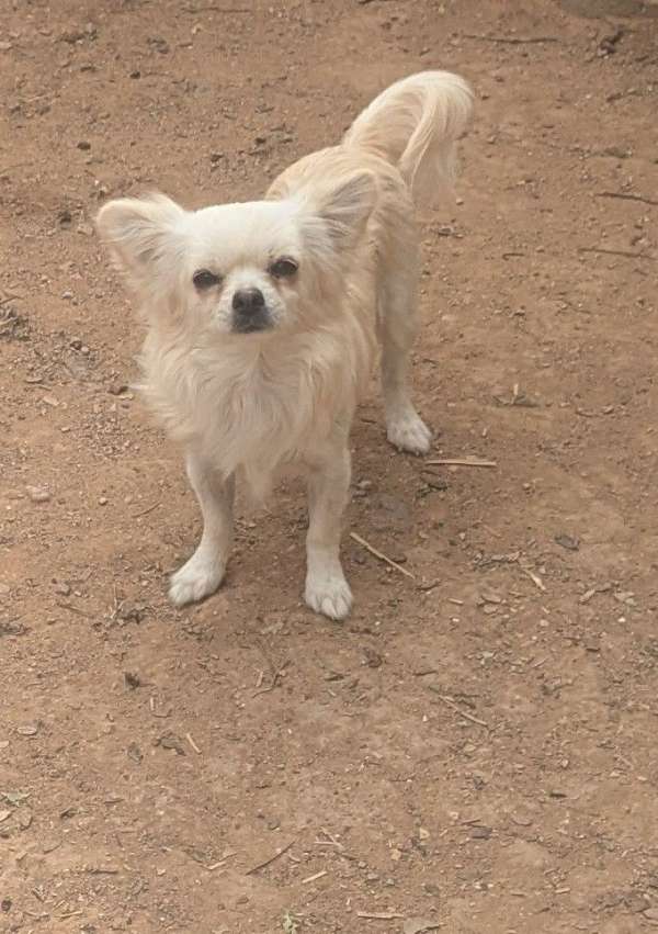 long-haired-chihuahua