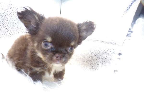 long-haired-chihuahua