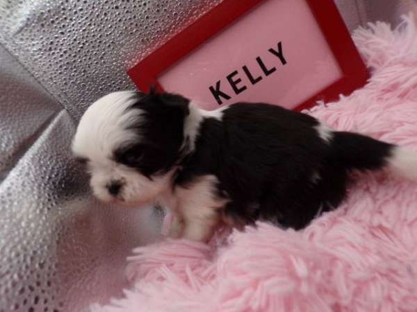 black-tick-female-shih-tzu