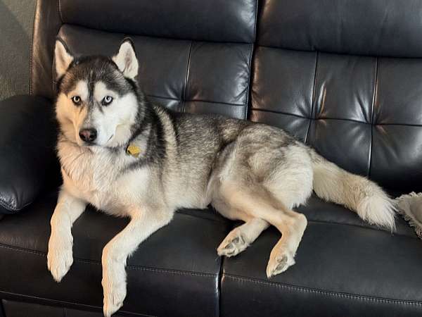 male-siberian-husky-dog