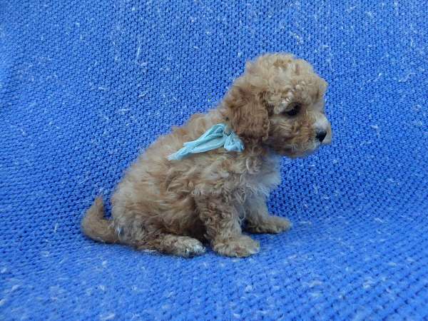 male-malti-poo-dog