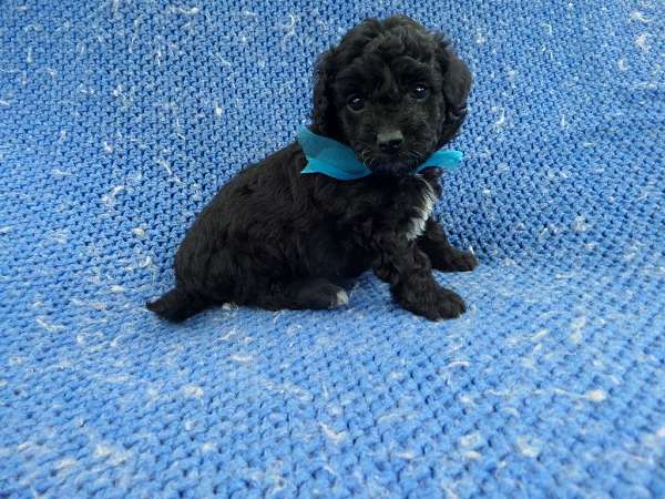 male-malti-poo-dog