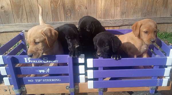 short-haired-labrador-retriever