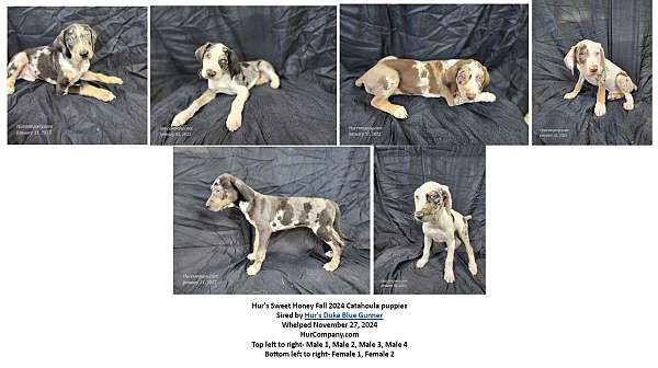 merle-single-coated-catahoula