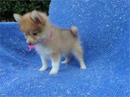 female-pomeranian-puppy