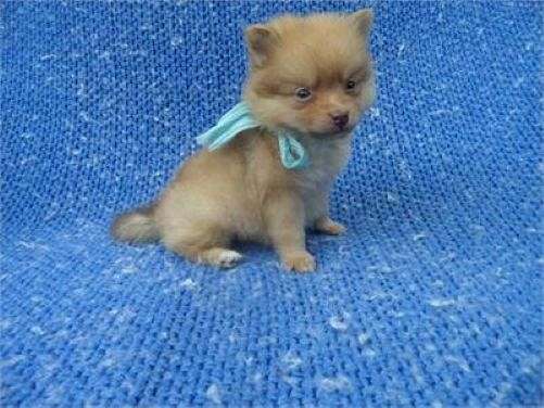 male-pomeranian-puppy