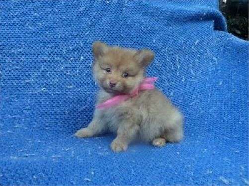 female-pomeranian-puppy