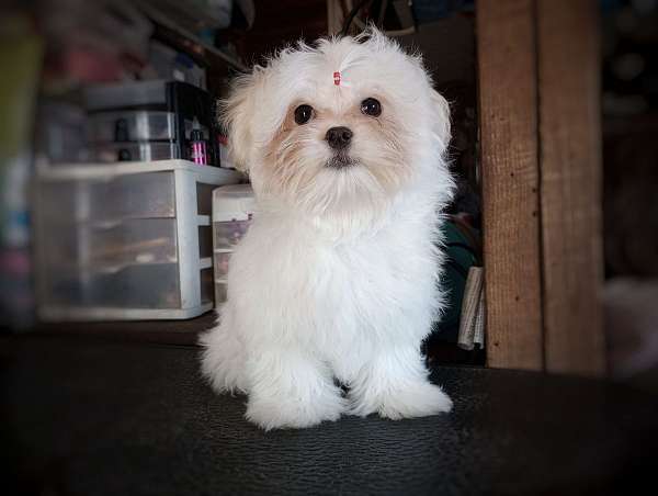 hypoallergenic-maltese