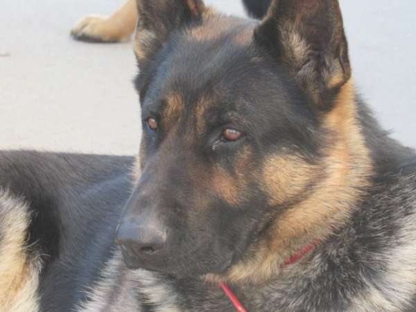 smooth-coated-german-shepherd