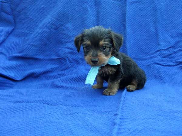 male-yorkshire-terrier-puppy