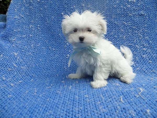 male-maltese-puppy