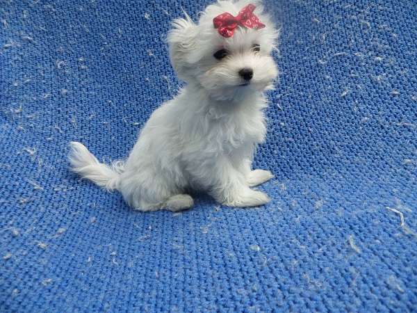 female-maltese-puppy