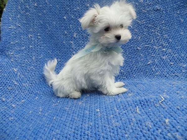 male-maltese-puppy