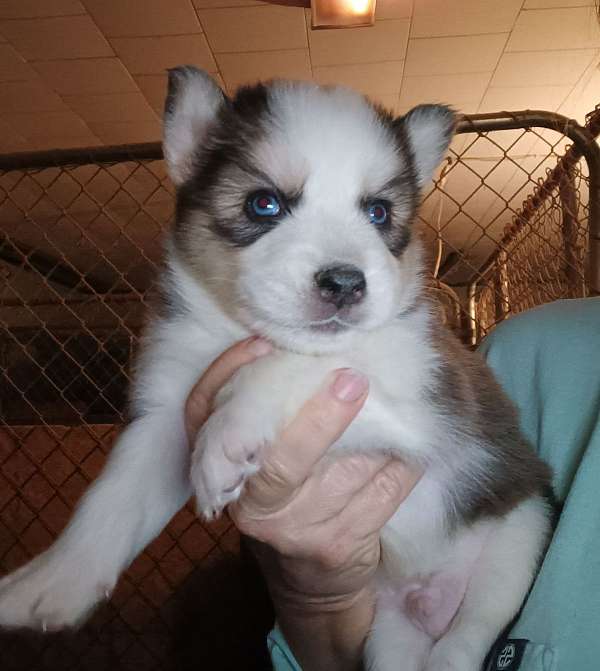 light-brown-smooth-coated-puppy