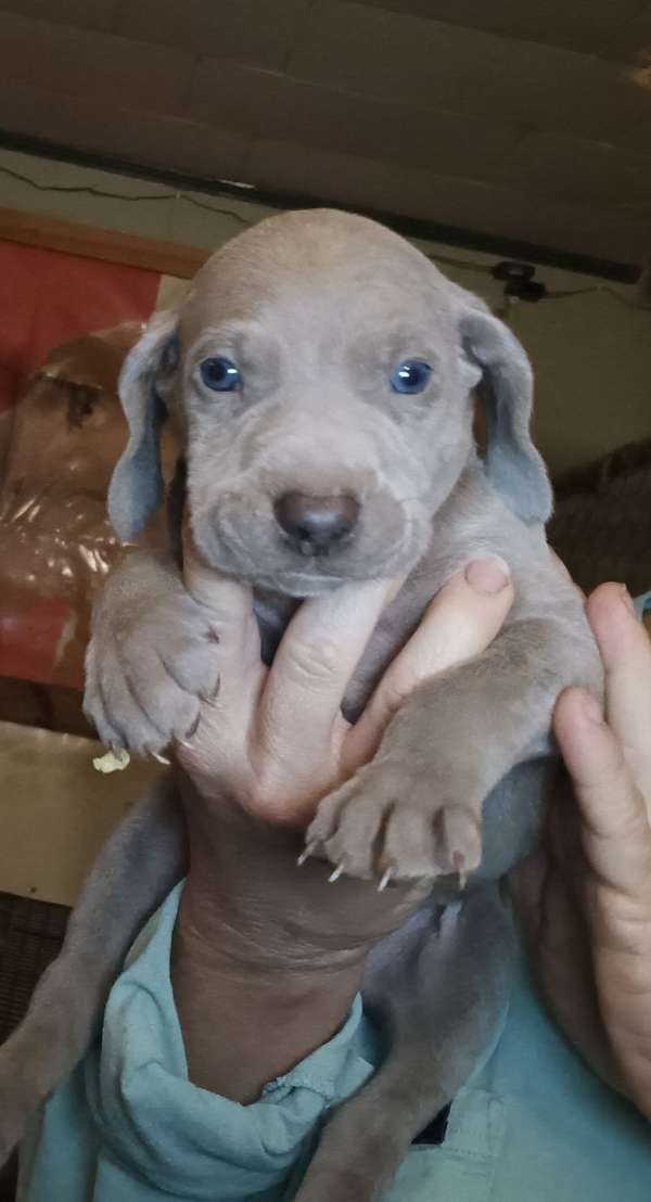 gray-large-weimaraner