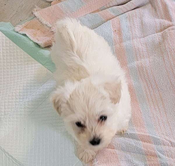 mixed-malti-poo-dog