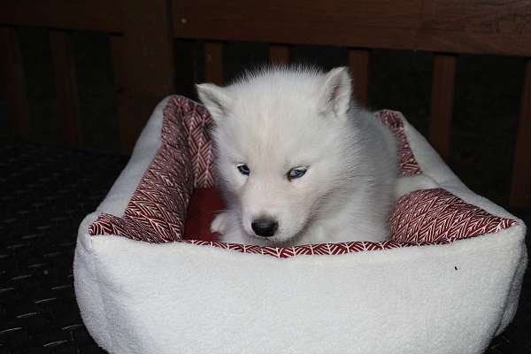 male-siberian-husky-dog