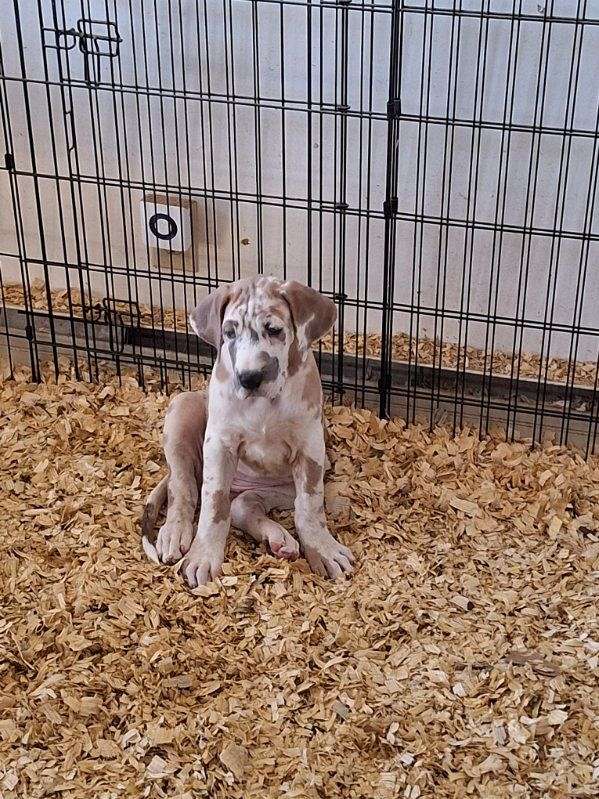 mixed-great-dane-dog