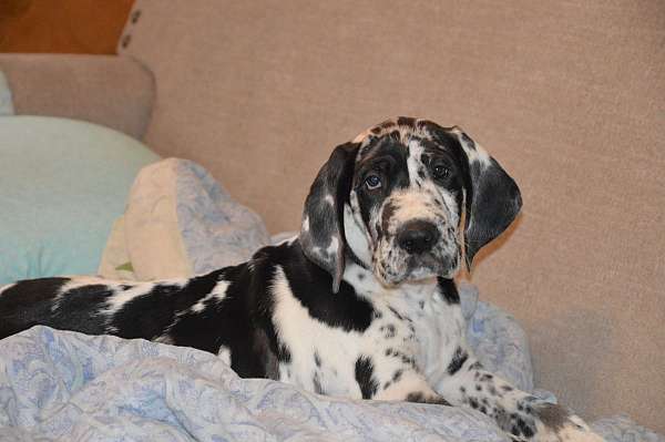 great-dane-dog-for-sale