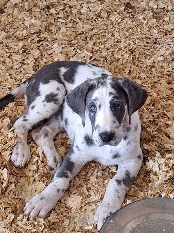 great-dane-dog