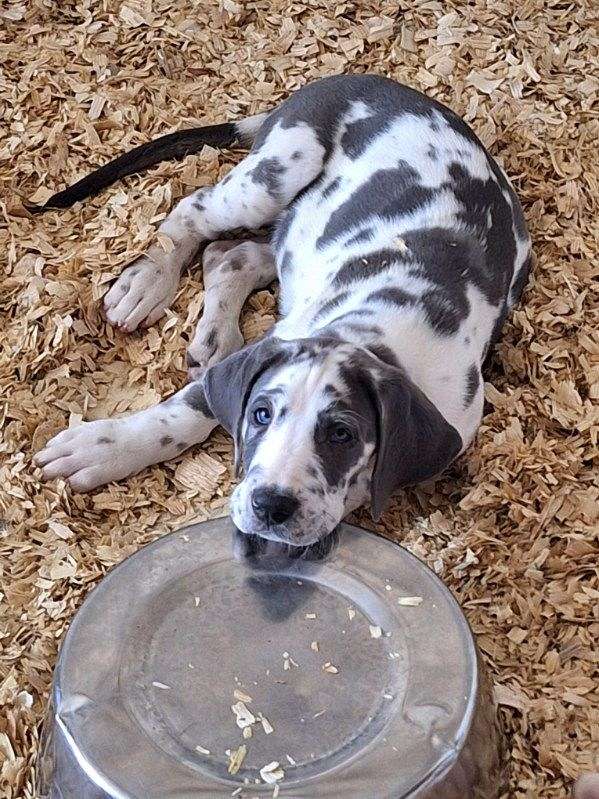 black-great-dane