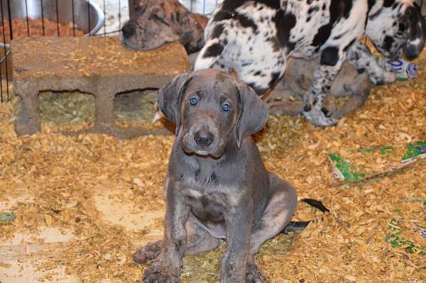 harlequin-great-dane