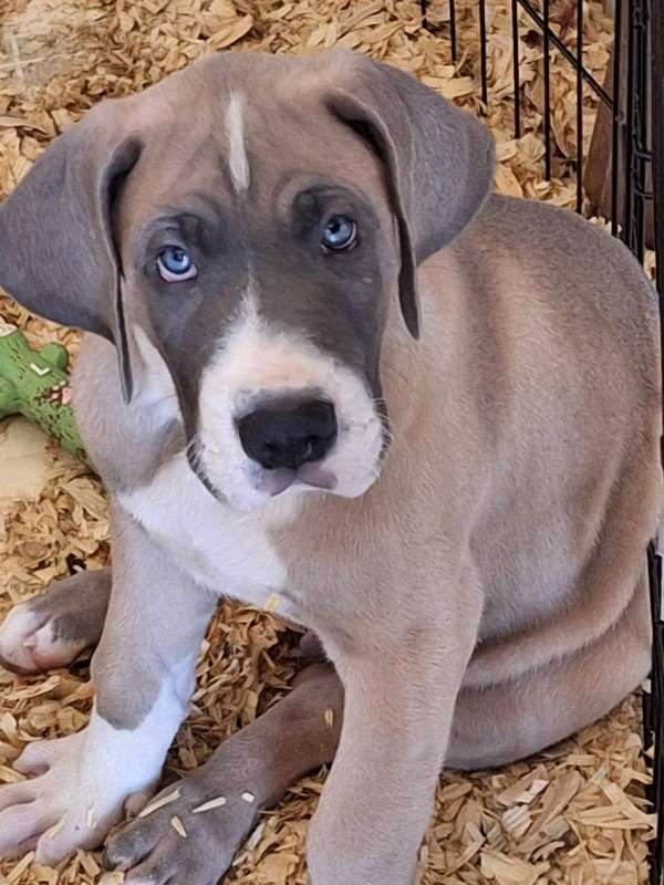 silver-great-dane