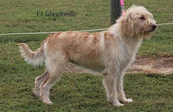 cream-labradoodle