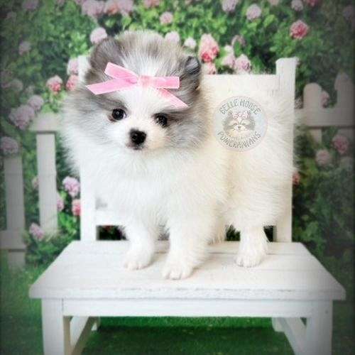 double-coated-pomeranian