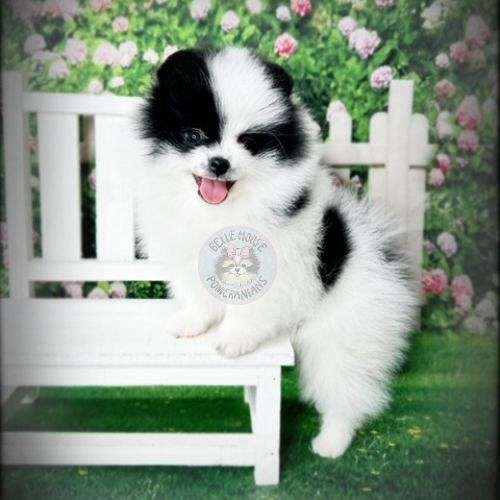 double-coated-pomeranian