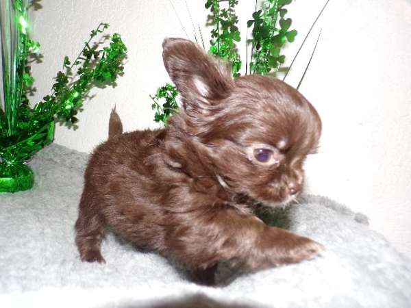 long-haired-chihuahua