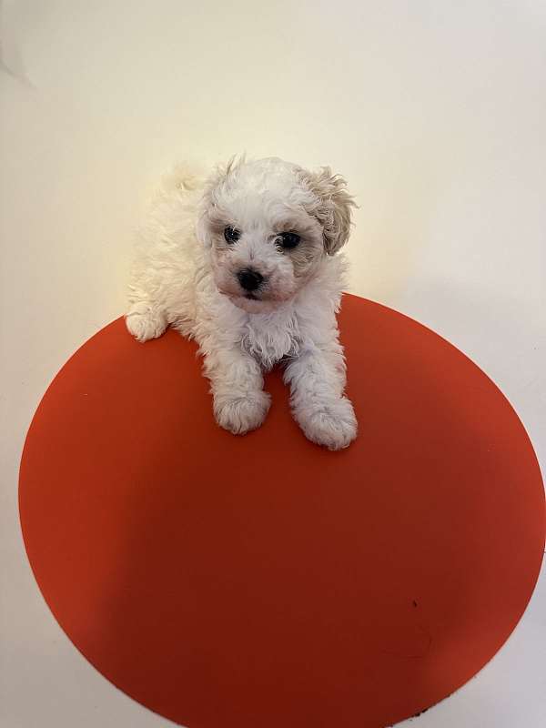 male-malti-poo-dog