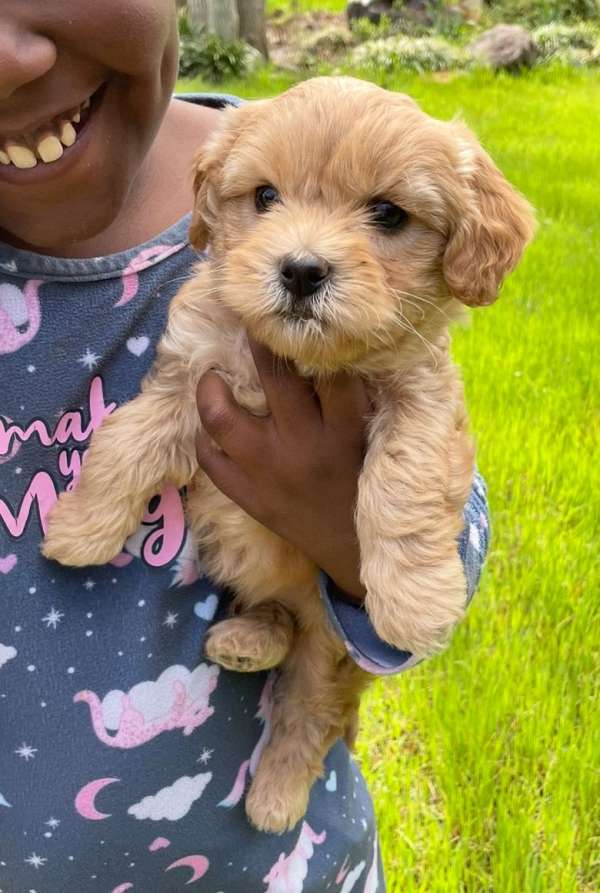 male-cavapoo-dog