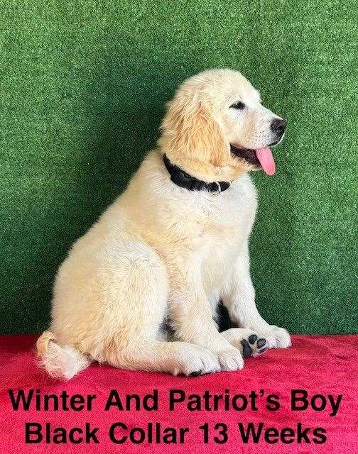 long-coat-labrador-retriever