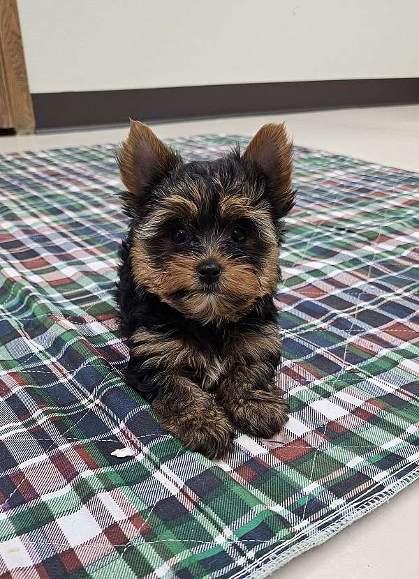 male-yorkshire-terrier-dog