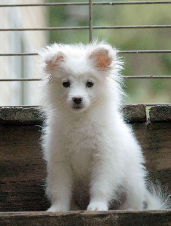 small-white-pomimo