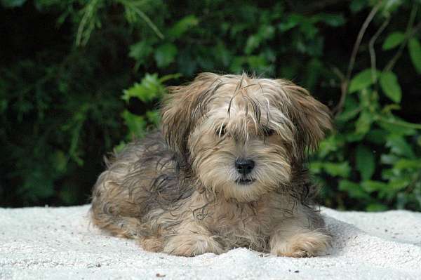 shorkie-shih-tzu