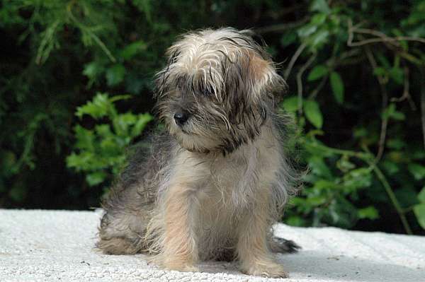 male-mixed-american-eskimo-puppy