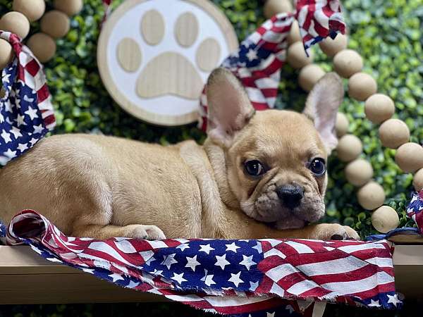 male-french-bulldog