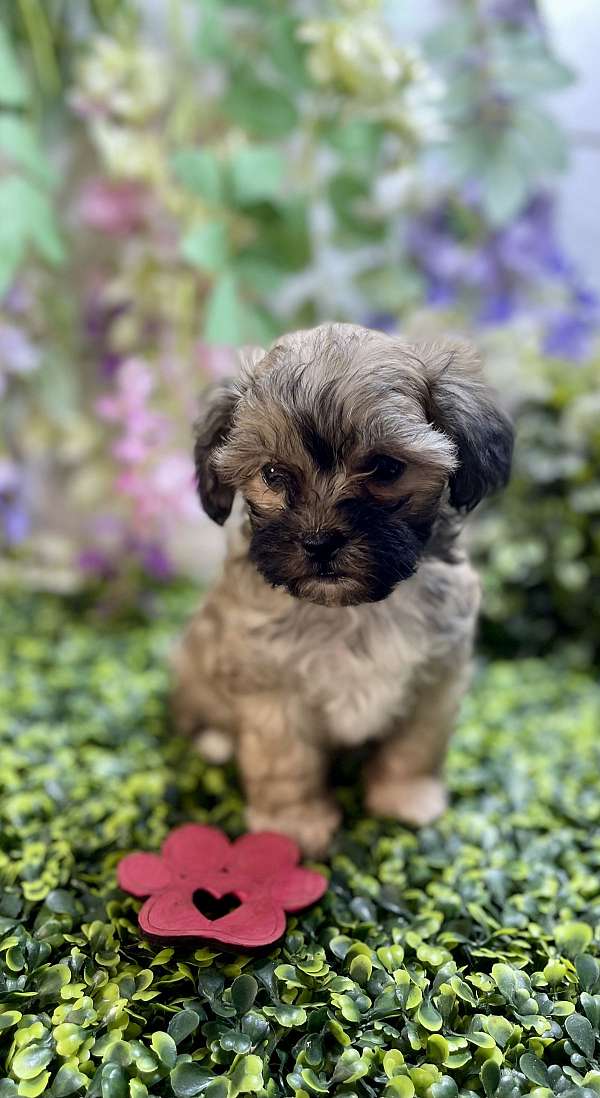 mixed-shih-poo-dog