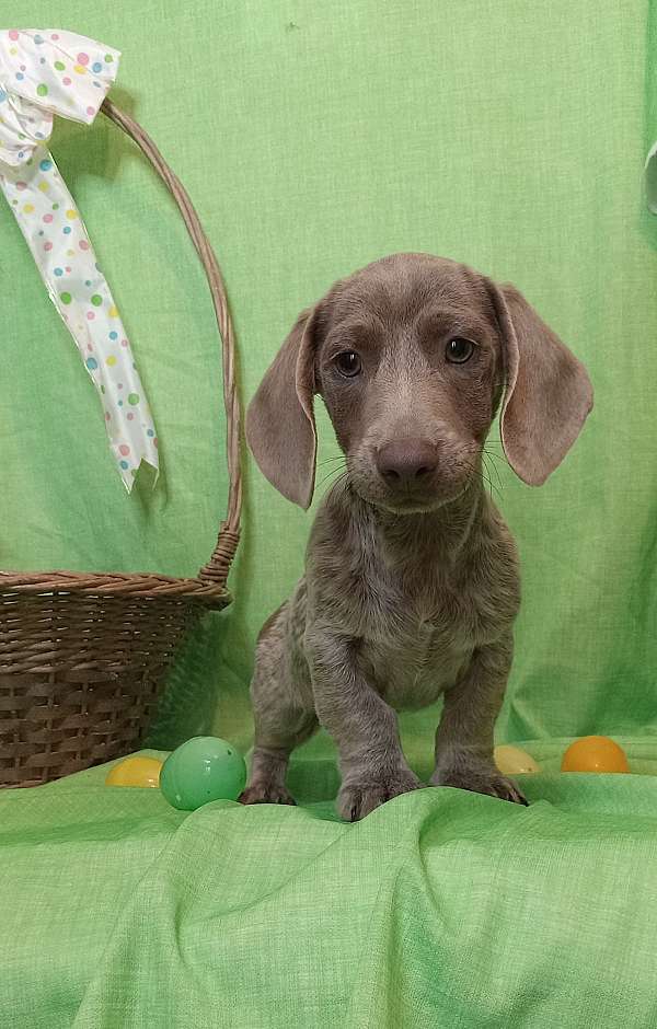 short-haired-dachshund