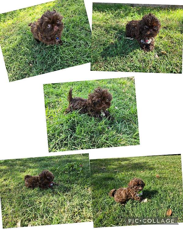 mixed-shih-tzu-dog