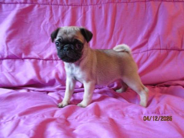 fawn-pug