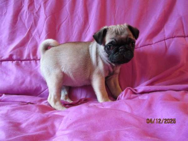 fawn-smooth-coated-dog