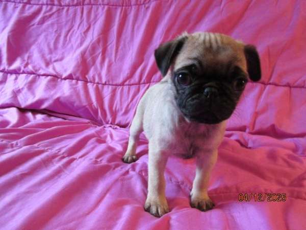smooth-coated-pug