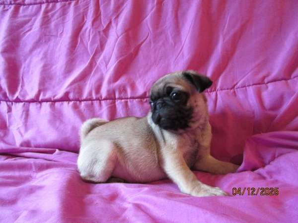 fawn-smooth-coated-pug
