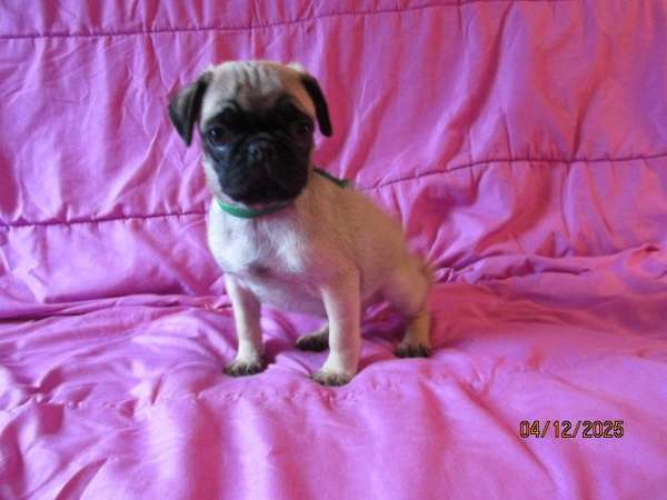 mixed-fawn-smooth-coated-pug